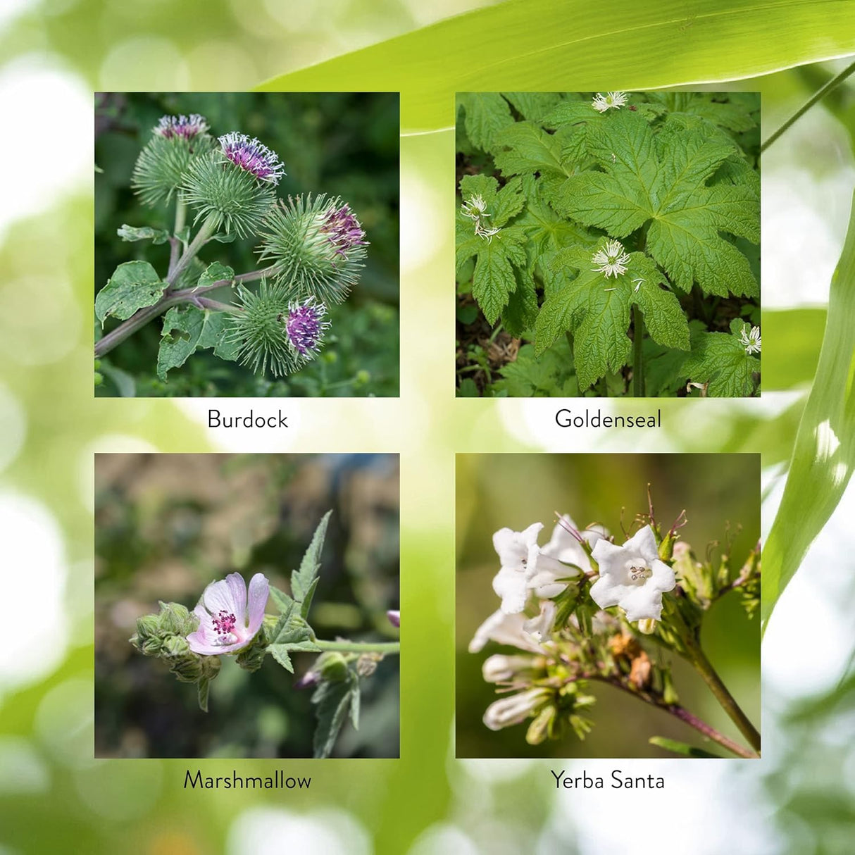 Soporte Sinusal EF, 100 Cápsulas