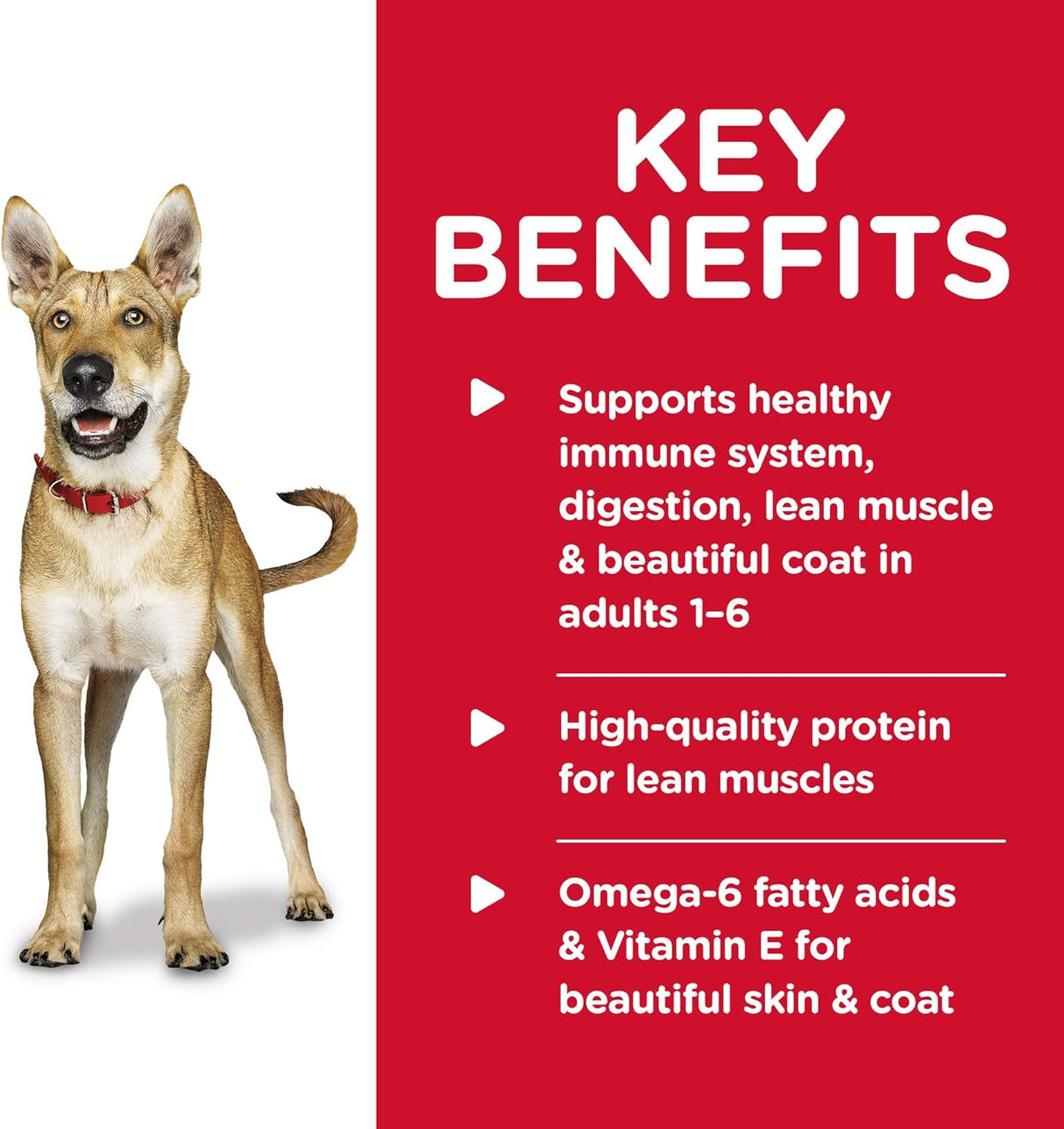 Alimento para Perro húmedo lata de 12 paquetes