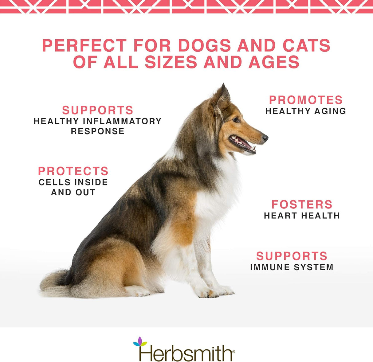 Suplementos Krill antártico Omega 3 para usar animales