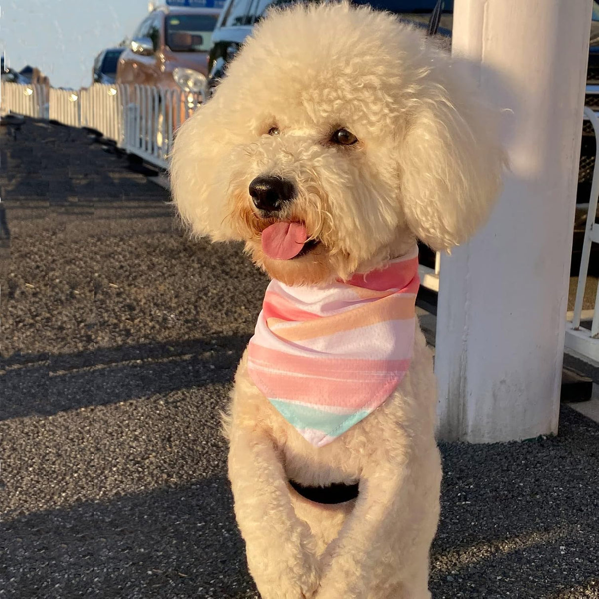 Disfraces de 2 bandanas refrescantes para perros talla única