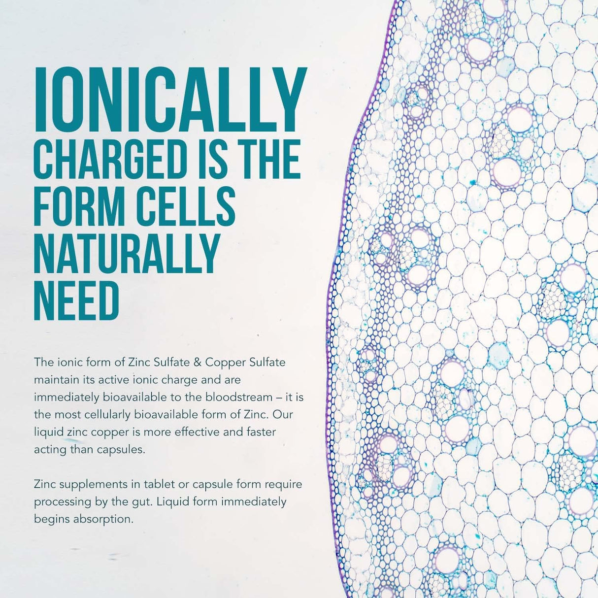 Suplementos líquido de cobre iónico Zinc Plus 240 porciones