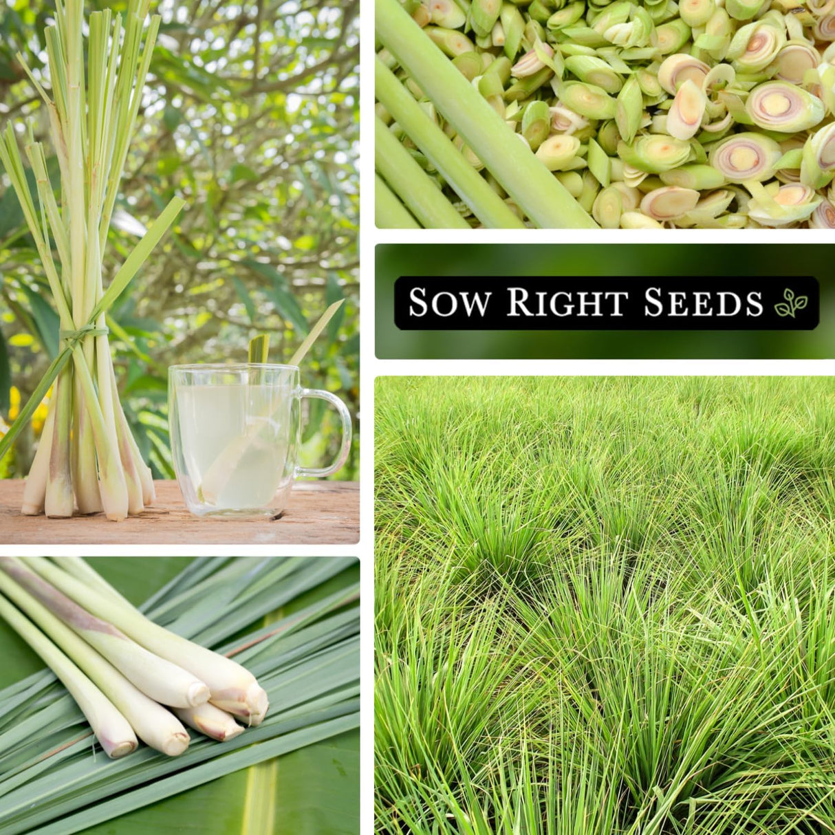 Semillas de Hierba Limón - Sow Right Seeds - 1600 Semillas