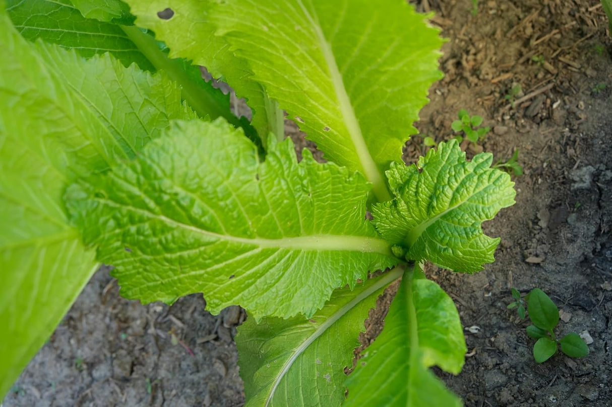 Semillas de Mostaza Florida, Heirloom, No GMO, Brassica Juncea
