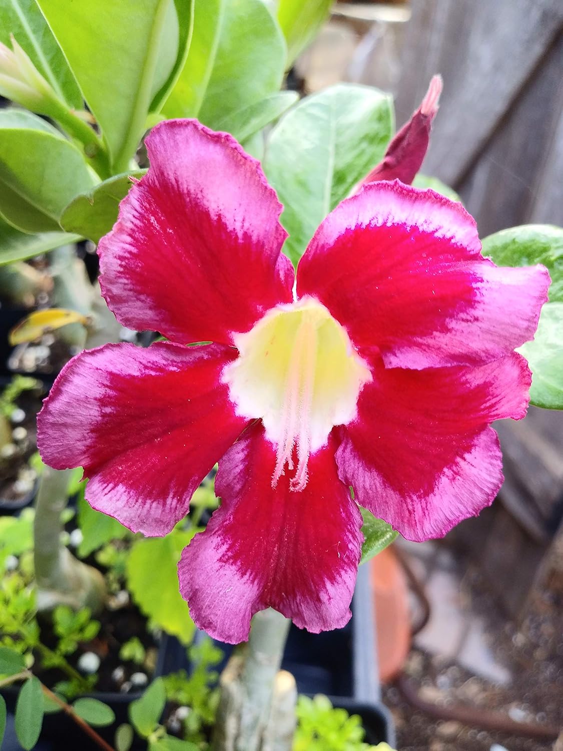 Semillas de Rosa del Desierto Adenium Obesum 100 Pack Mixto