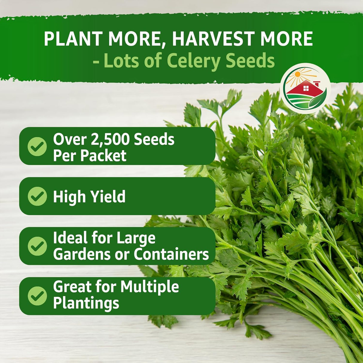 Semillas de Apio 52-70 de TKE Farms, No GMO, 2500+ semillas