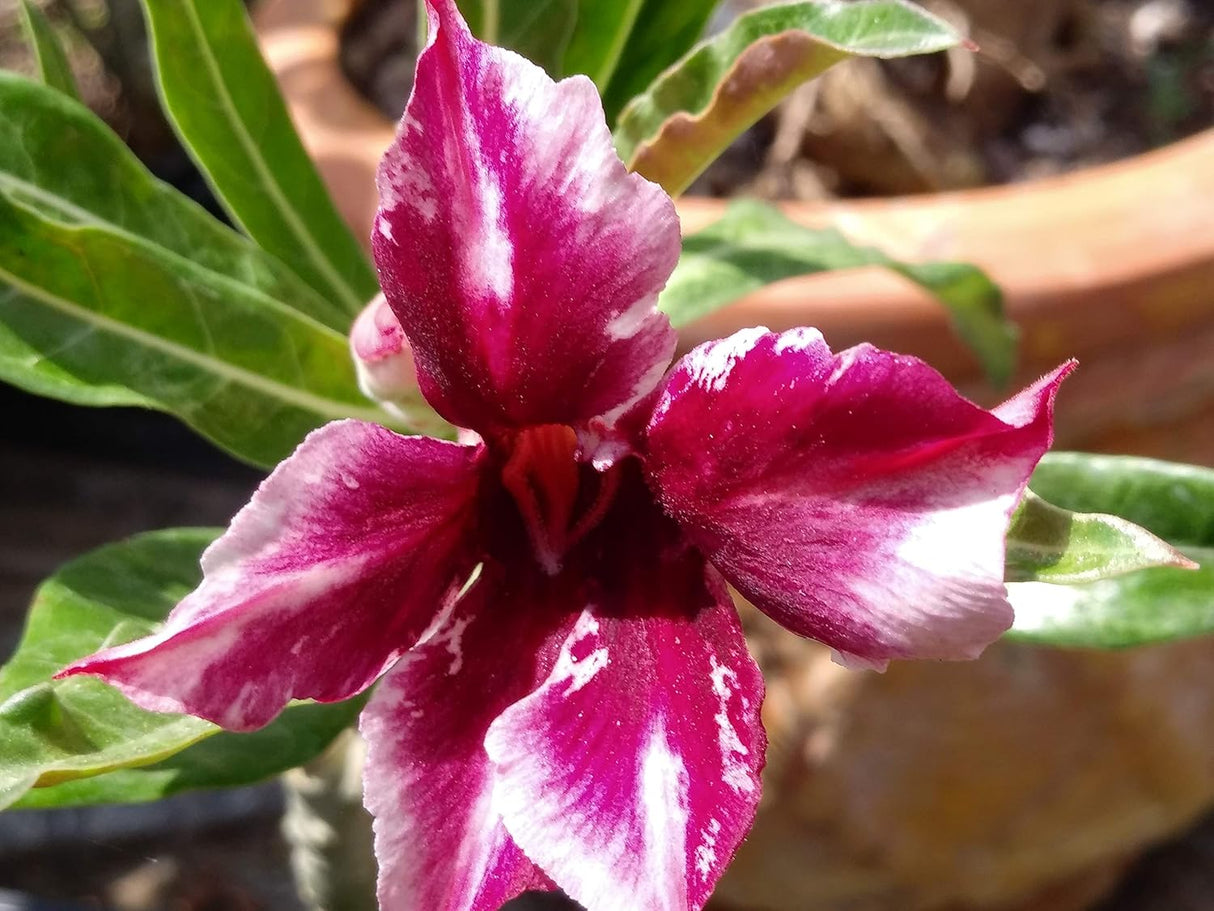 Semillas de Rosa del Desierto Adenium Obesum 100 Pack Mixto