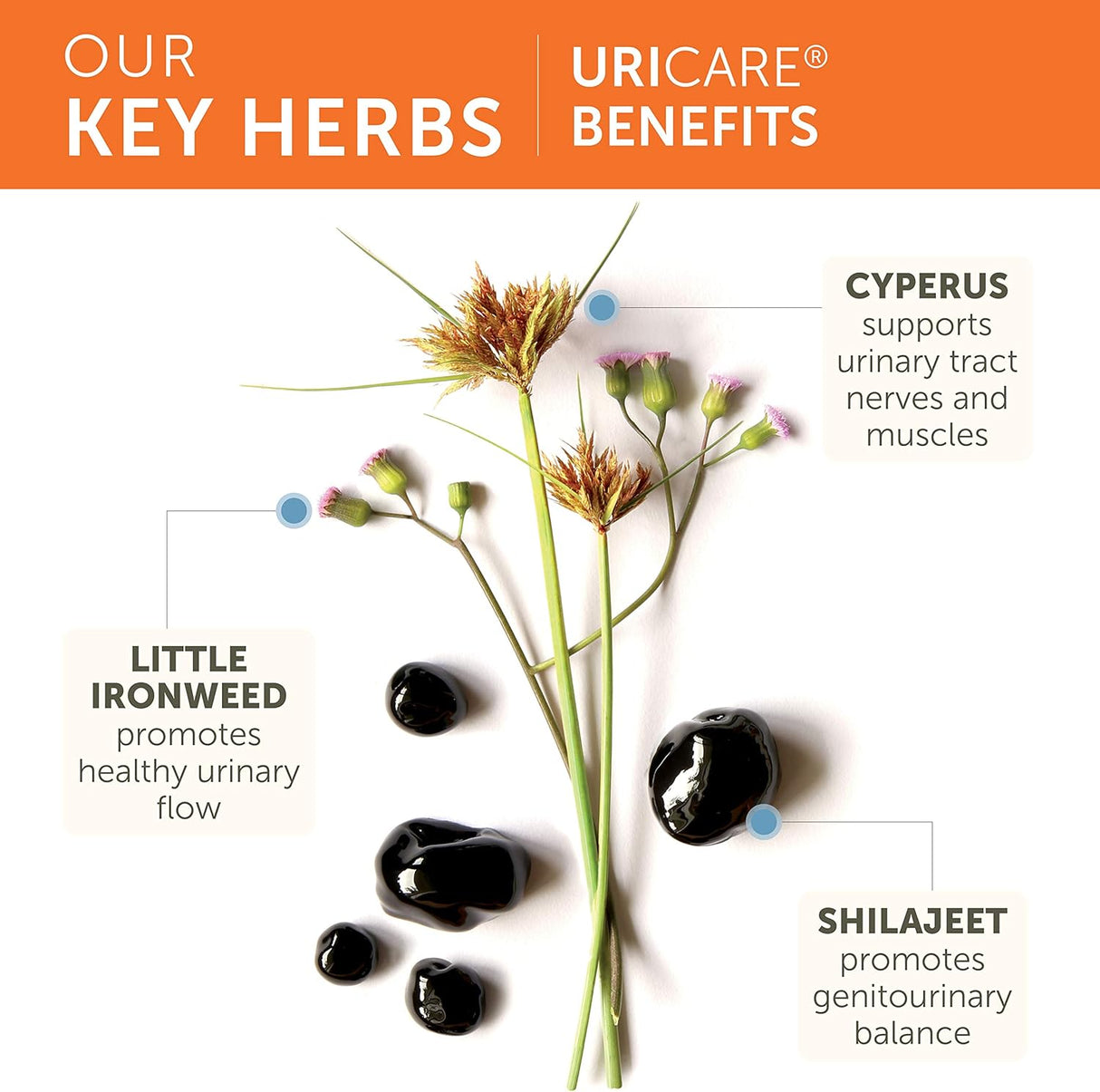 Cápsulas para Riñones y Salud Urinaria, 840 mg 240 unidad