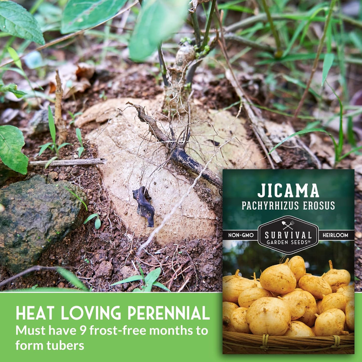 Semillas de Jícama - Heirloom, Resistente a la Sequía, 1 Paquete