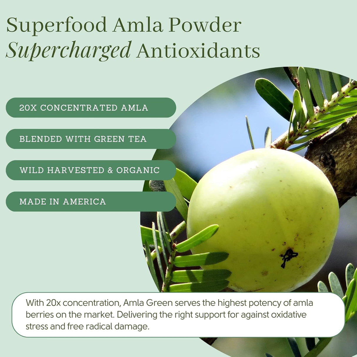 Suplemento en polvo de superalimento de té 30 porciones