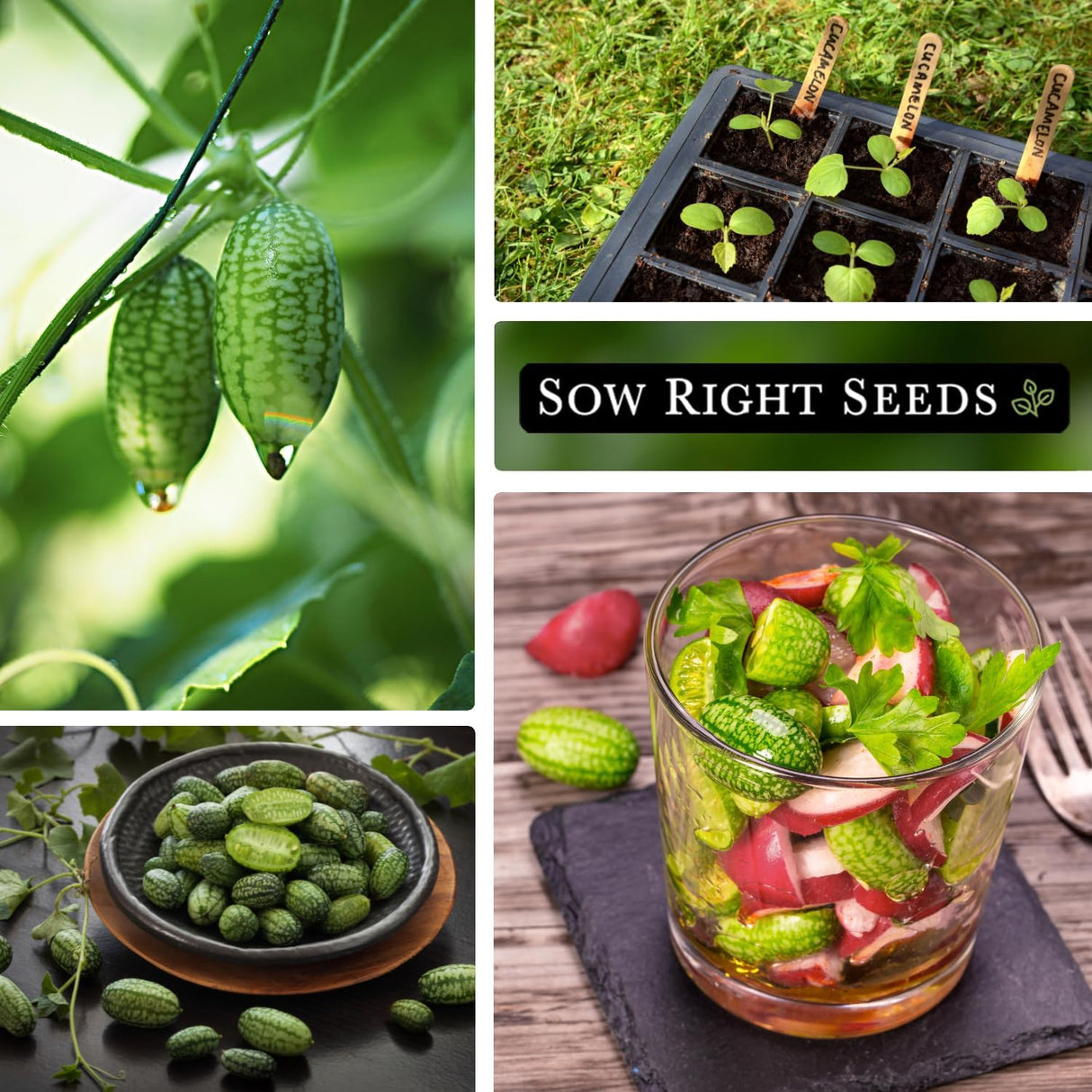 Semillas de Cucamelon - Sow Right Seeds, No GMO, Heirloom