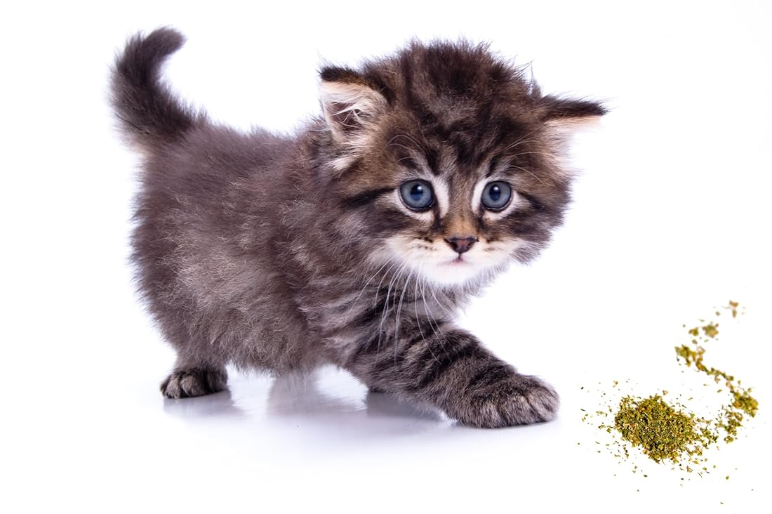 mezcla premium segura para gatos