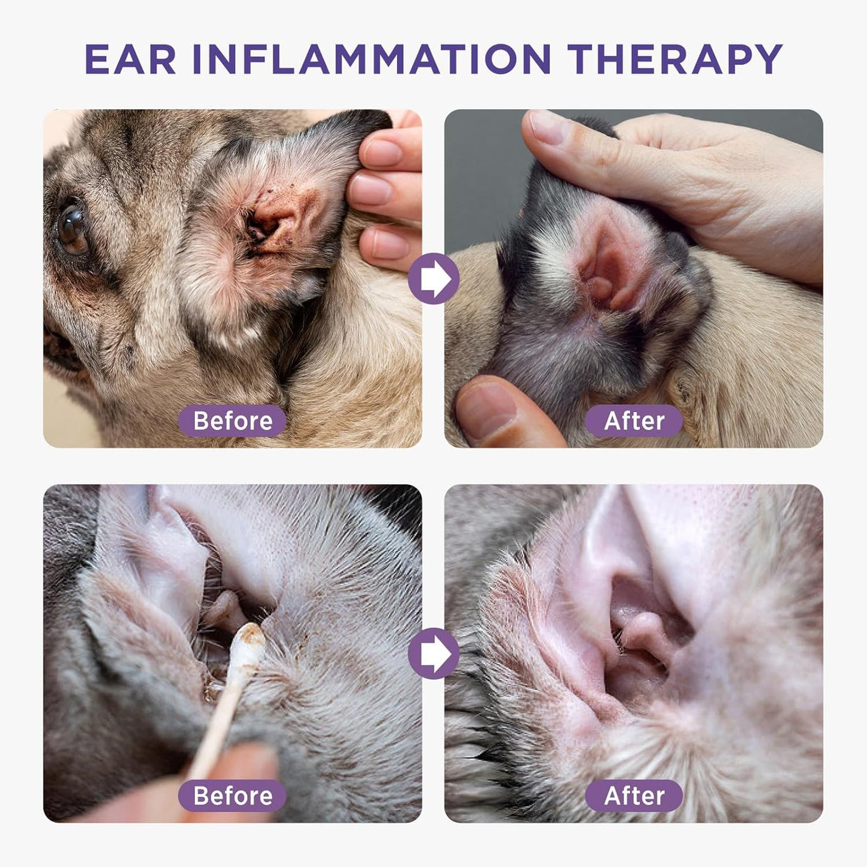 Limpiador de Oídos para Perros HICC PET, 4 fl oz, 30 hisopos