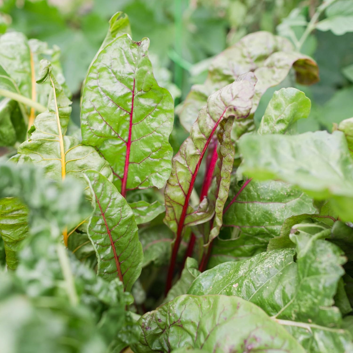 Colección de Semillas de Lechuga Sereniseed Orgánicas 10Pack