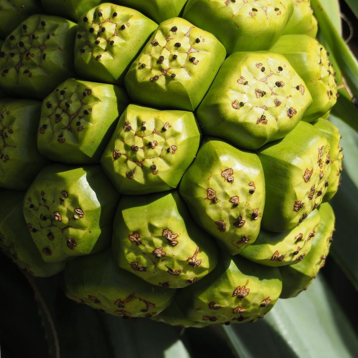 Suplemento Noni 200 cápsulas, puro y sin diluir sin aditivos