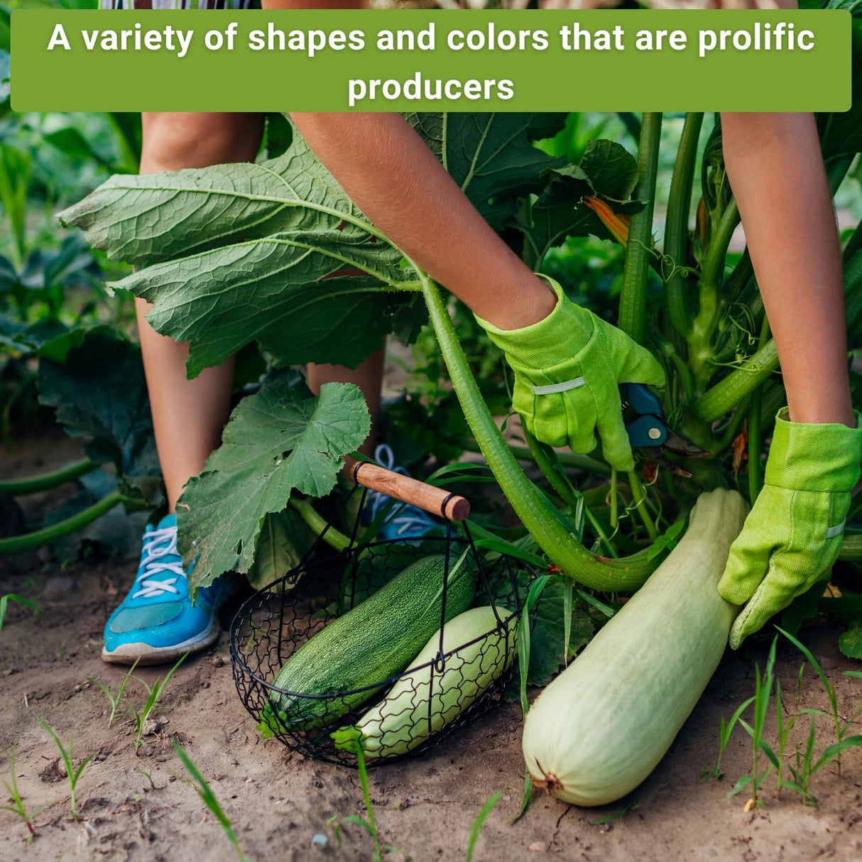 Colección de Semillas de Calabacín - Sow Right Seeds - Heirloom