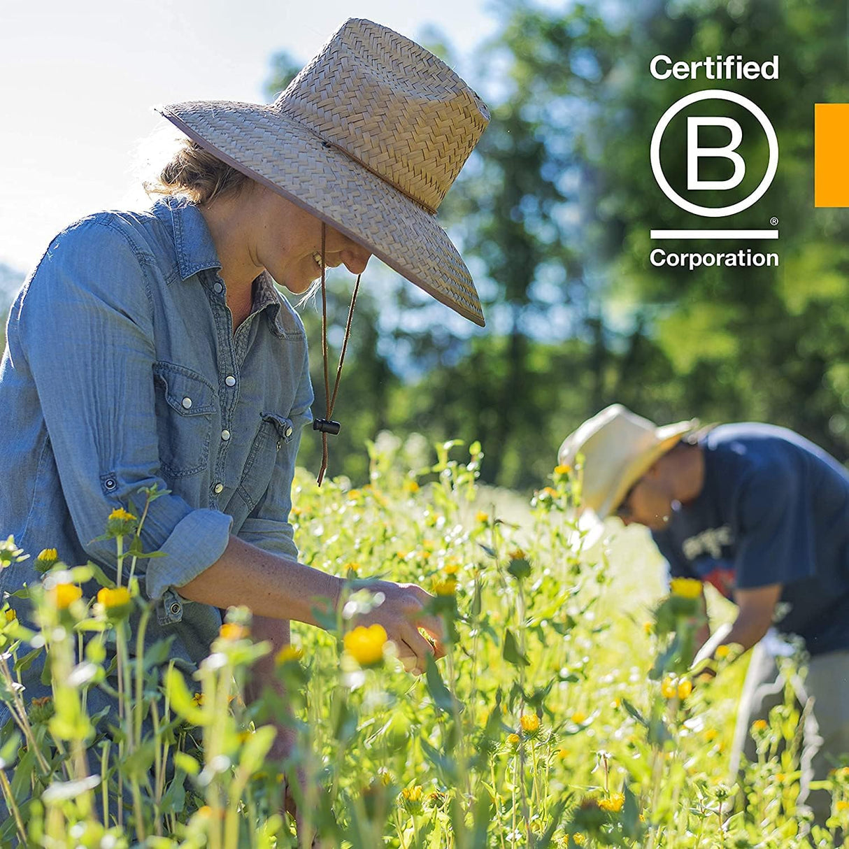 Herb Pharm Extracto líquido orgánico certificado de bayas 1o