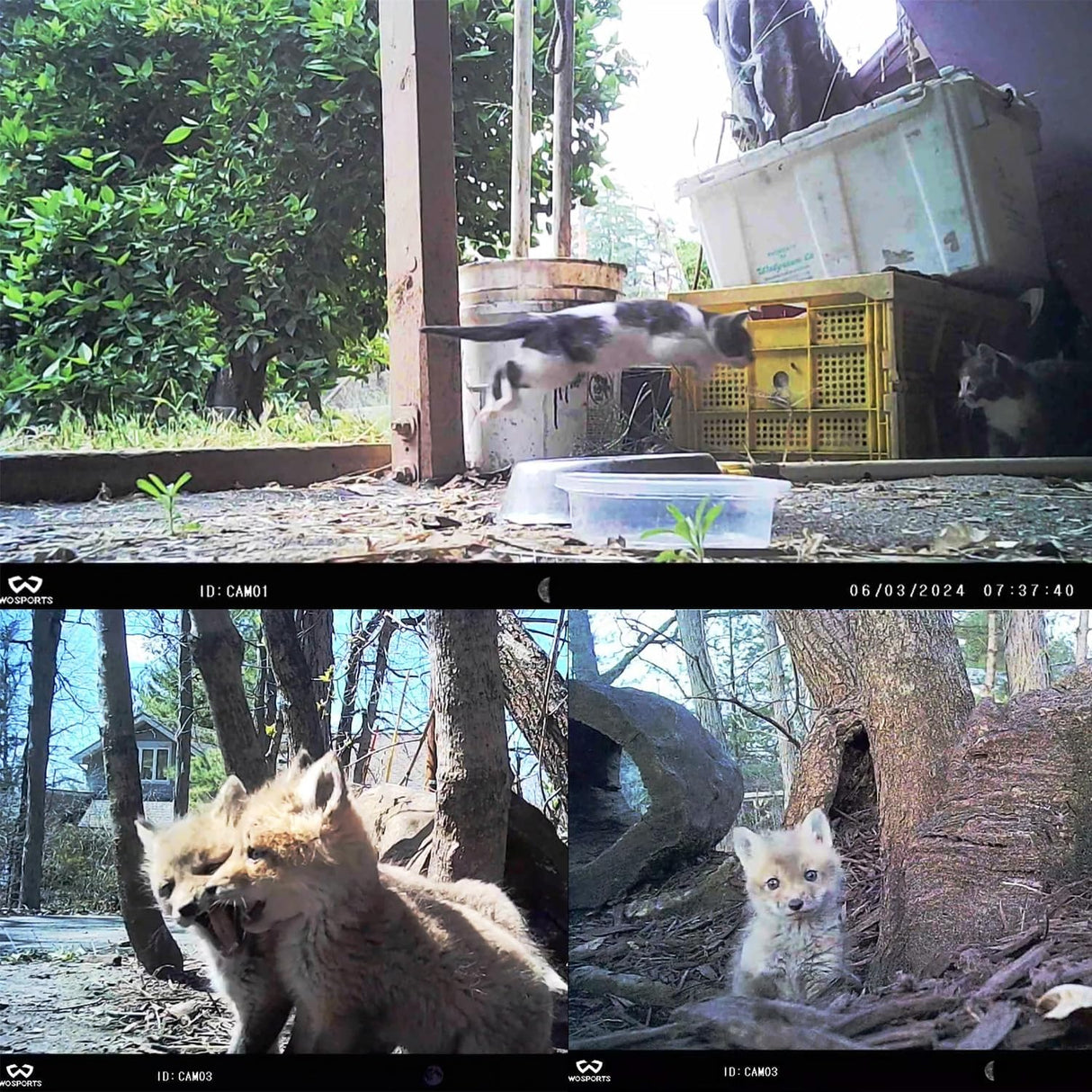 Cámara de Caza WOSPORTS 24MP 1080P HD, Visión Nocturna, 2 Pack