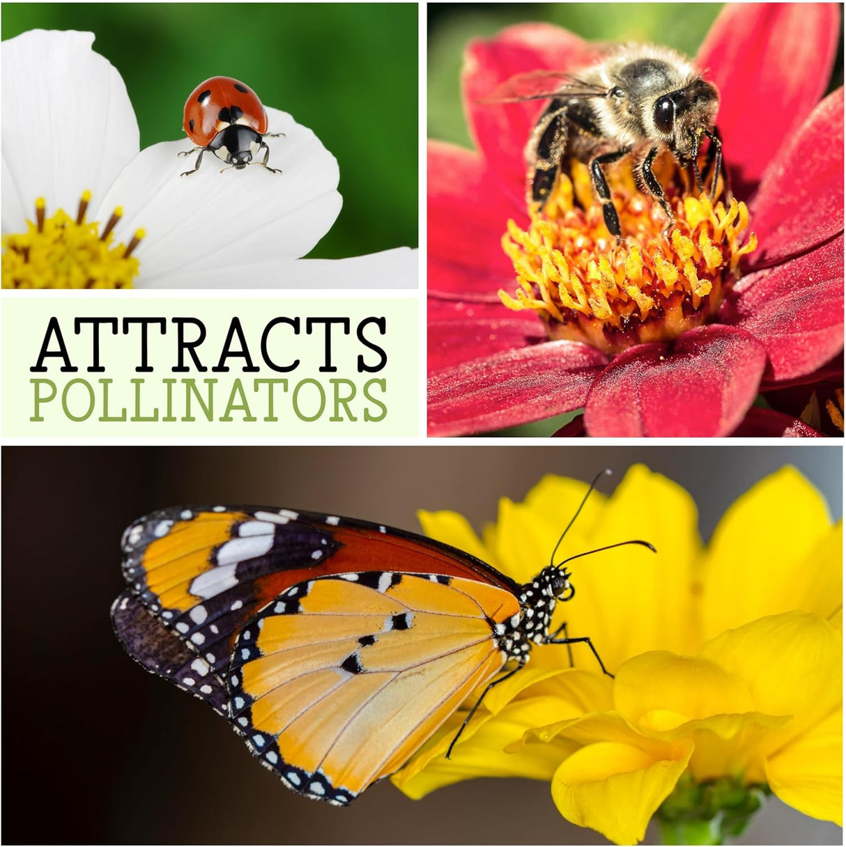 Mezcla Especial de Semillas de Girasol, 15+ Variedades