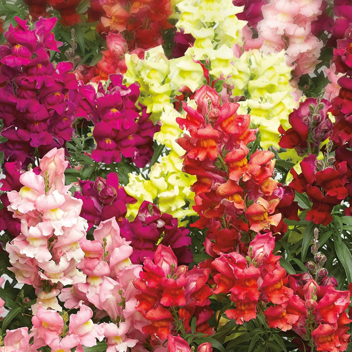 5000+ Semillas de Flores Snapdragon, No GMO, Regalos de Jardín