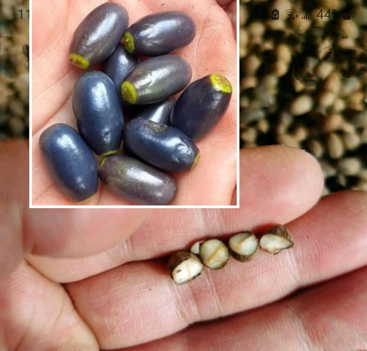 35 Semillas de Canela Cinnamomum verum - Rápido Crecimiento