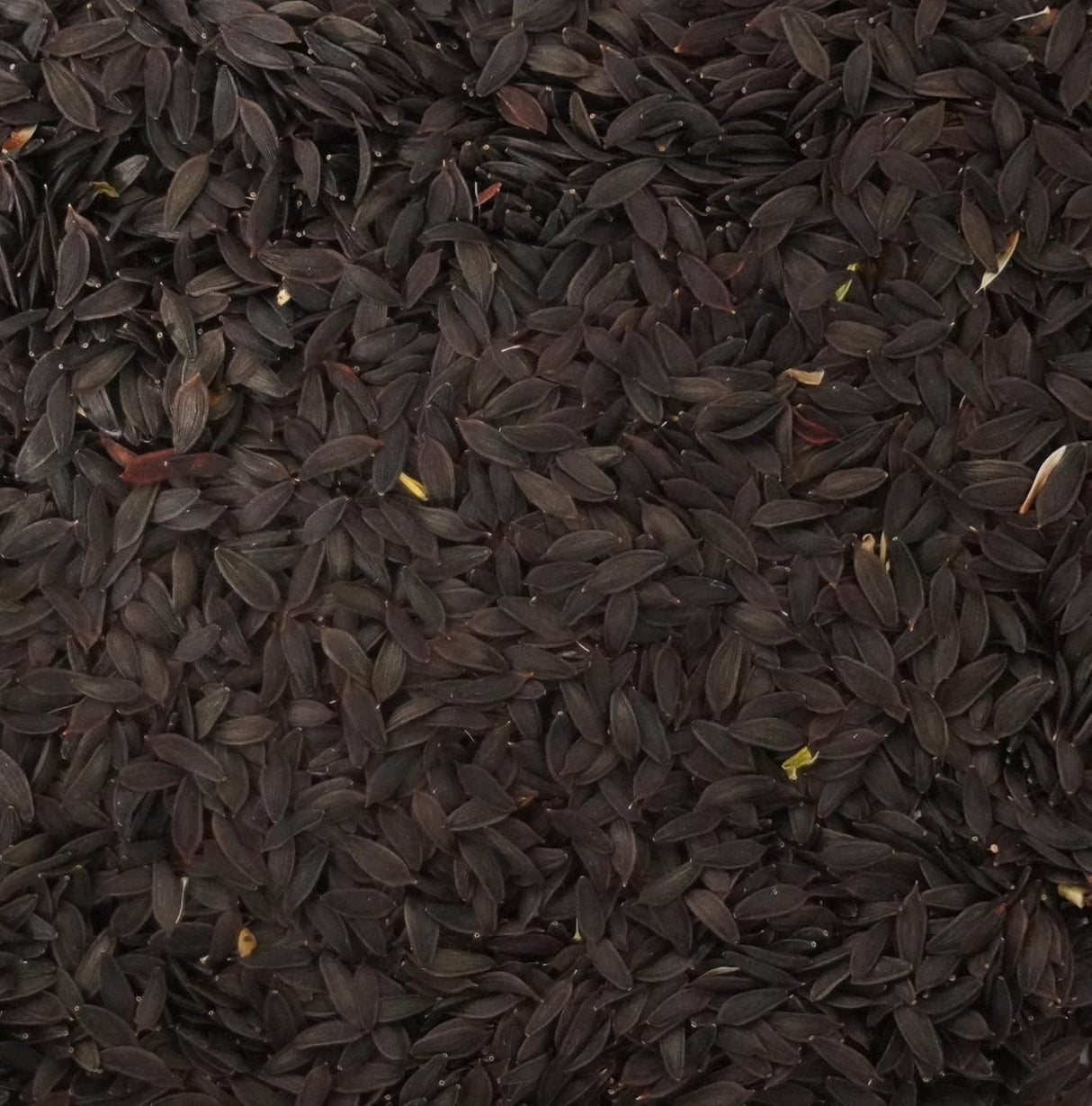 Lechuga Silvestre - Palm Beach Medicinal Herbs - 50 Semillas