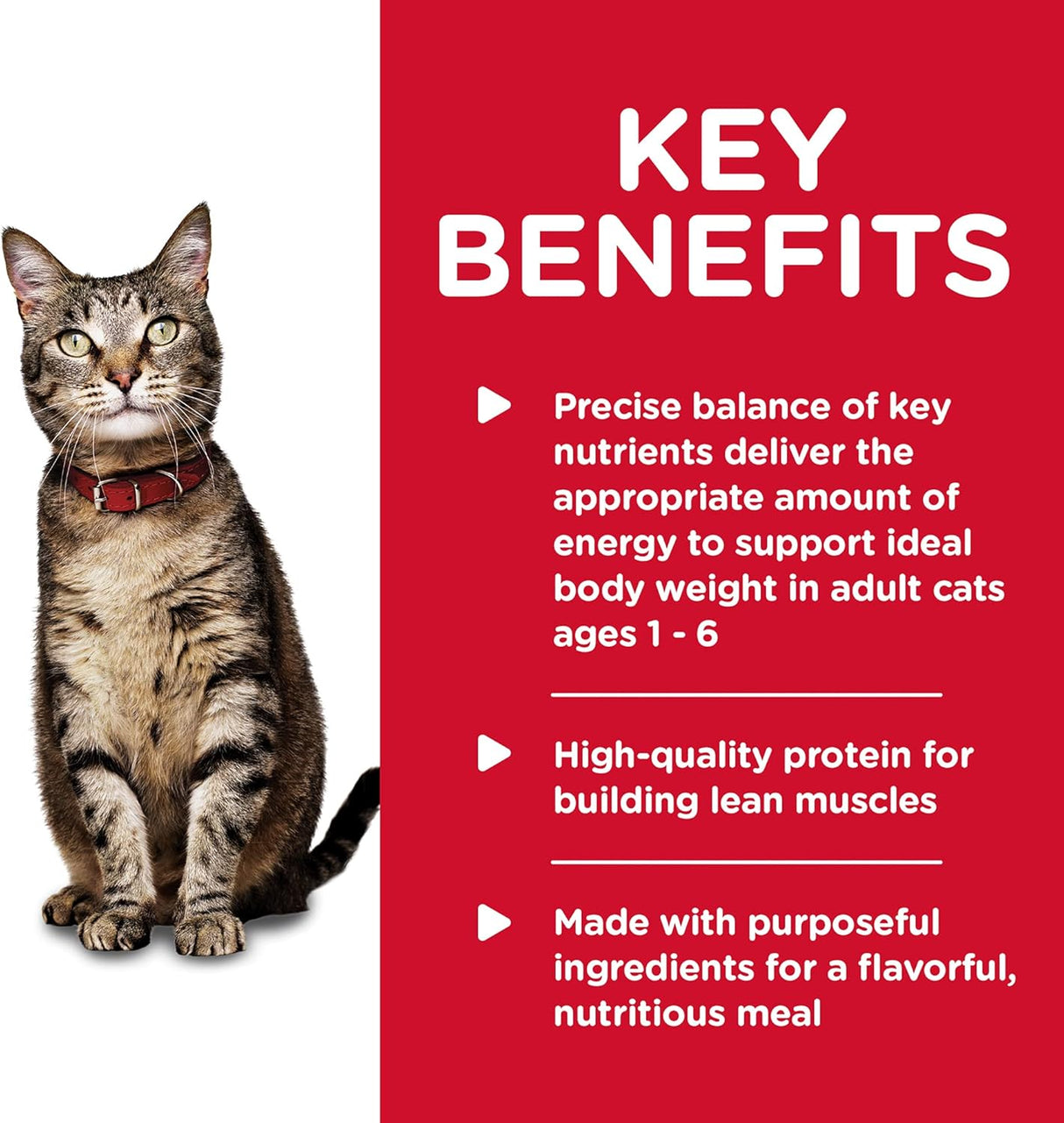 Alimento húmedo para gatos receta de pescado de océano