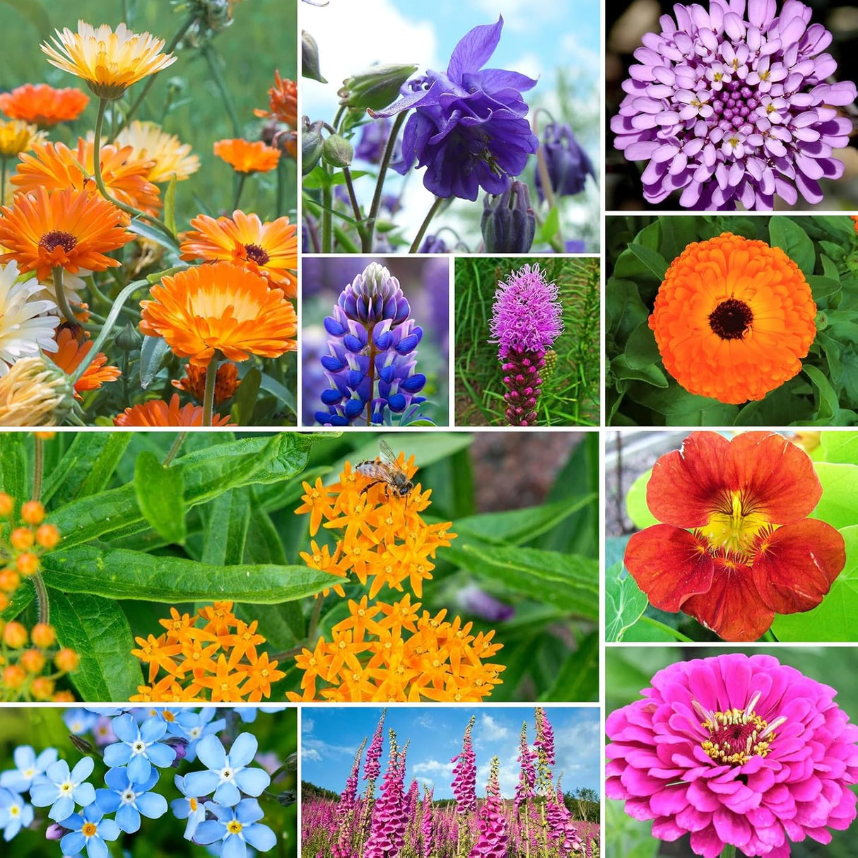 Mezcla de Semillas Silvestres para Colibríes y Mariposas