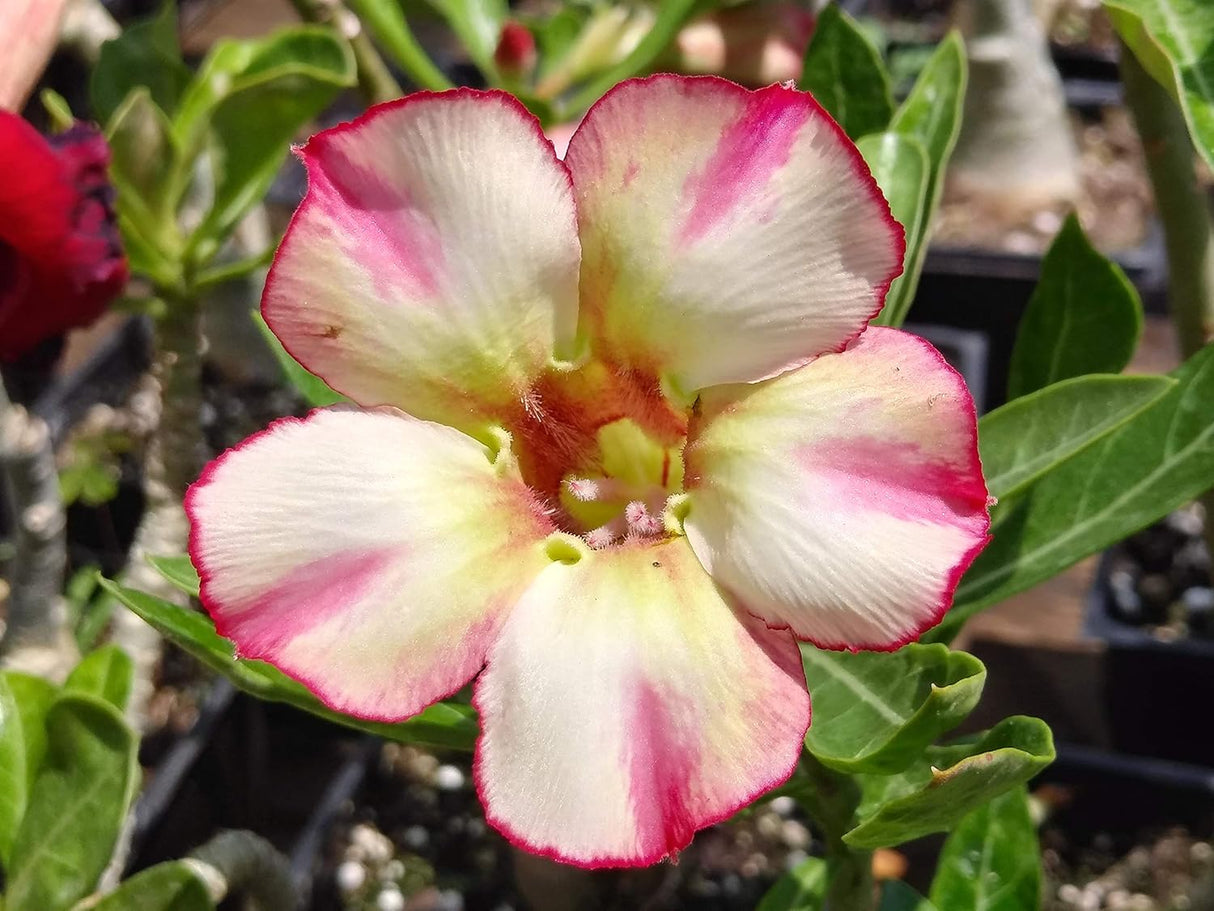 Semillas de Rosa del Desierto Adenium Obesum 100 Pack Mixto