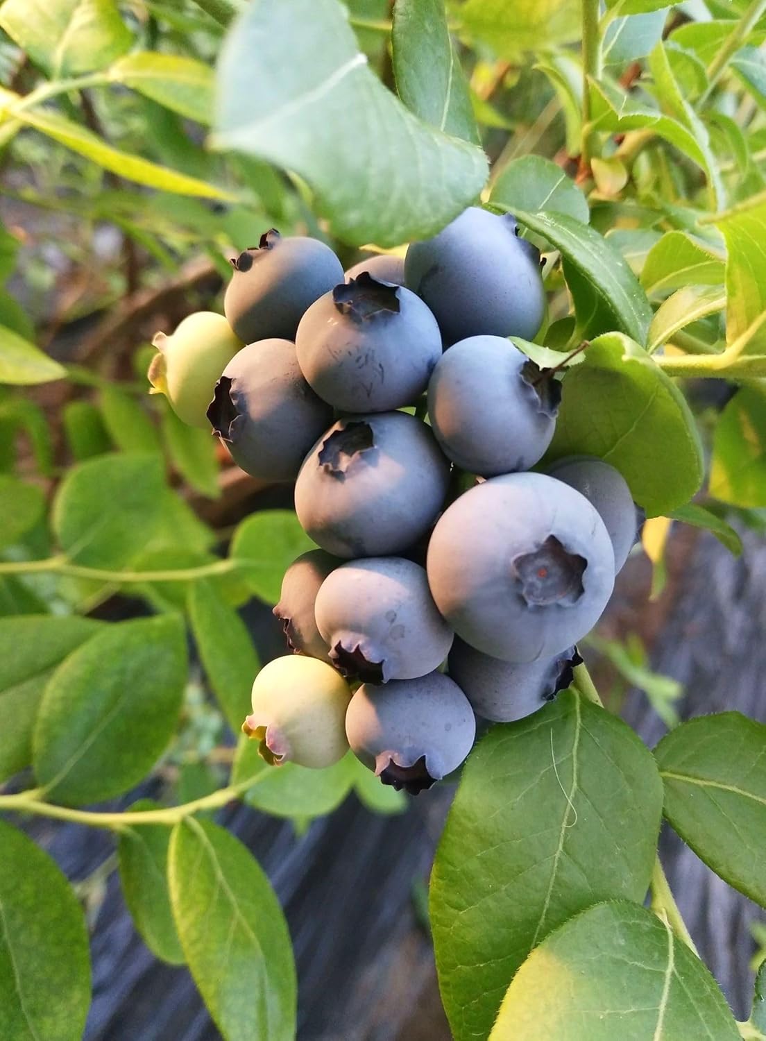 Semillas de Arándano 2g - Berry Fresh - Heirloom No-GMO