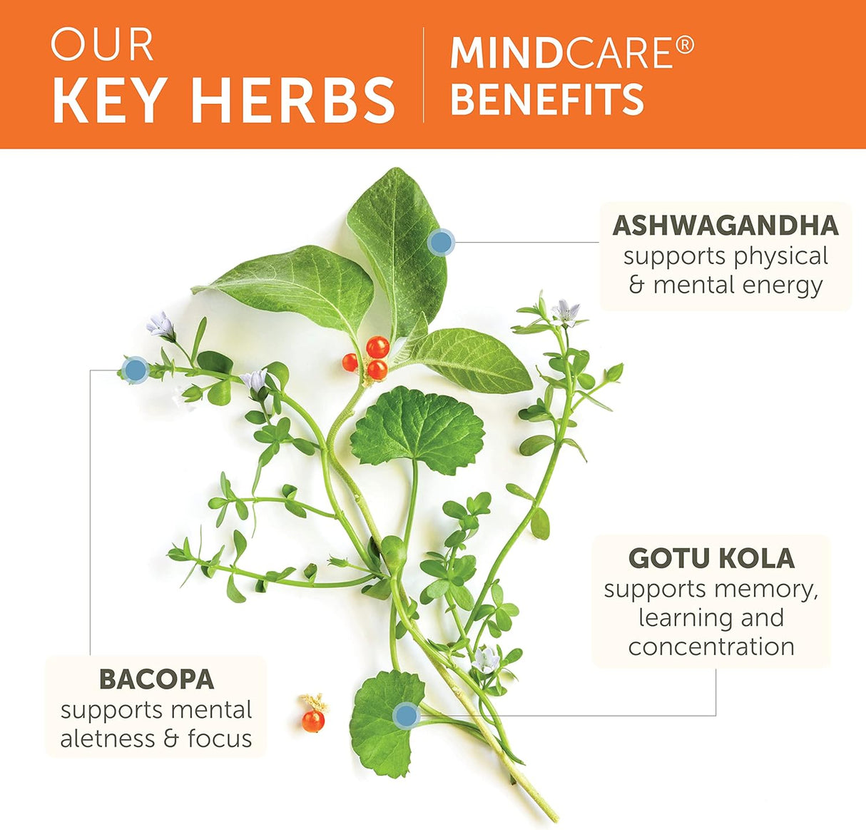 Suplemento Nootrópico Cerebral, Agudeza y Memoria, 1170 mg