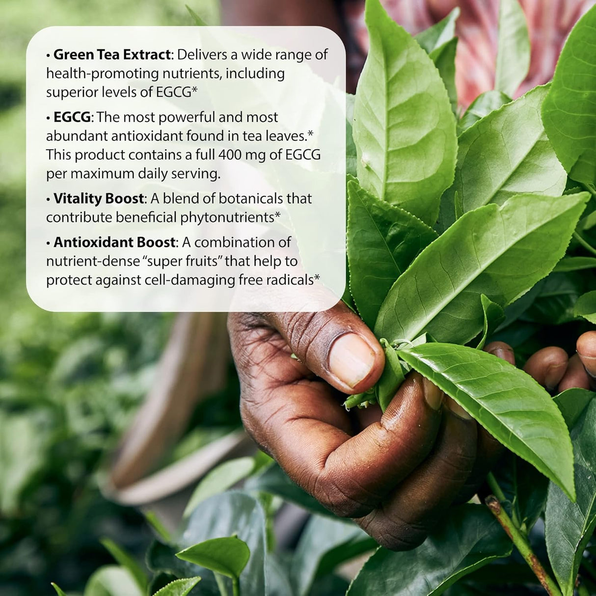 Suplemento Nutrition Quemador de grasa de té verde 30 geles