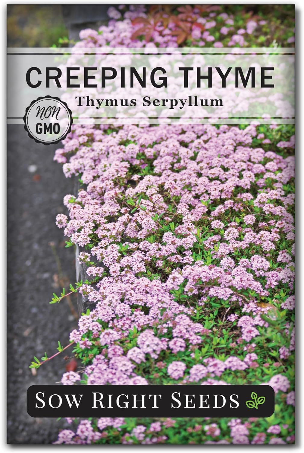 Semillas de Tomillo Rastrero - Sow Right Seeds - No GMO - 1 paquete