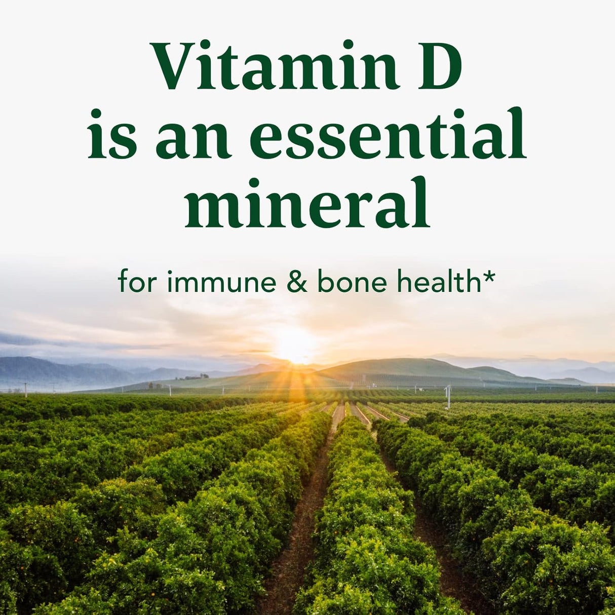 Suplemento Enzimas digestivas bromelina para salud intestina