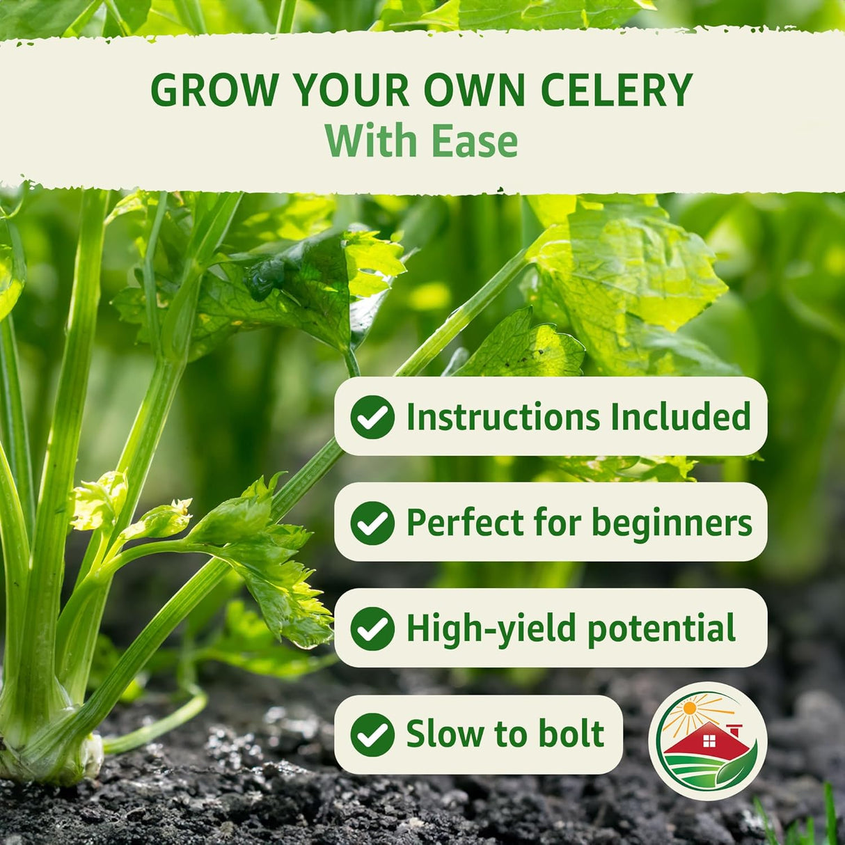 Semillas de Apio 52-70 de TKE Farms, No GMO, 2500+ semillas