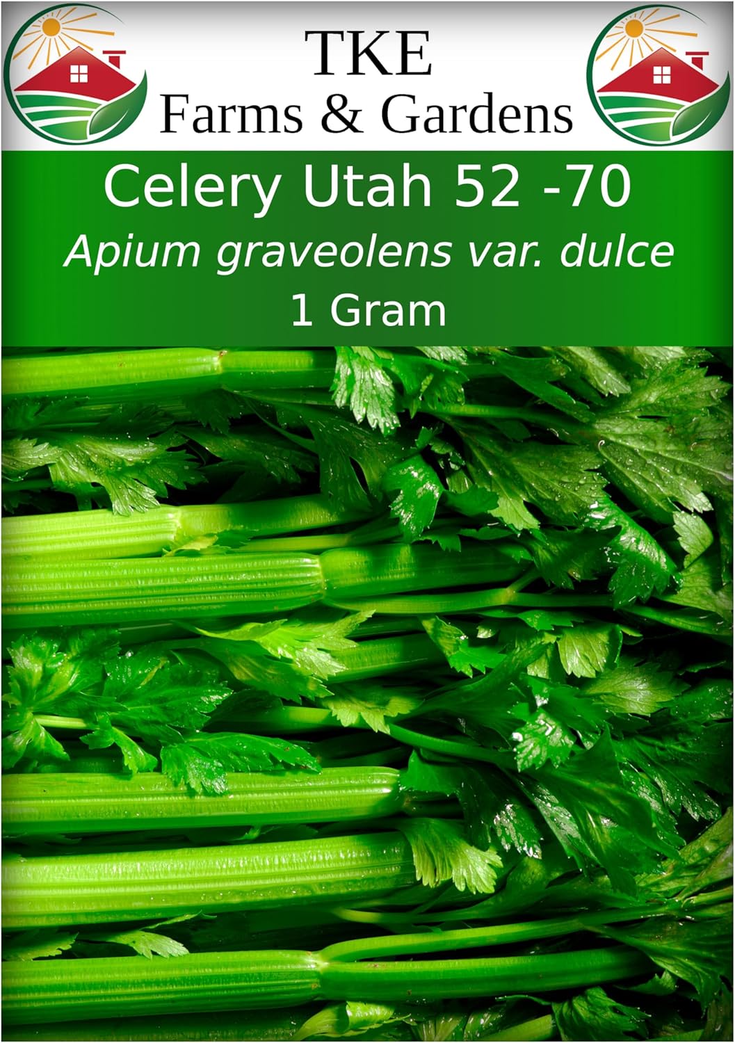 Semillas de Apio 52-70 de TKE Farms, No GMO, 2500+ semillas
