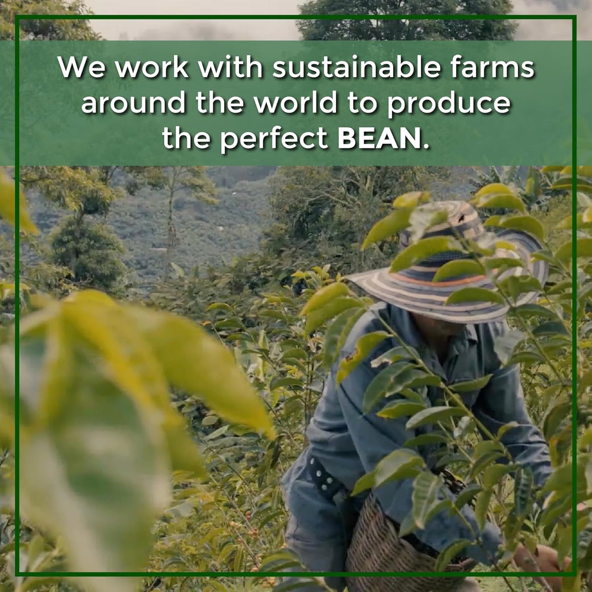 Café Molido Orgánico Descafeinado Aloha Bean 16 oz, The Bean