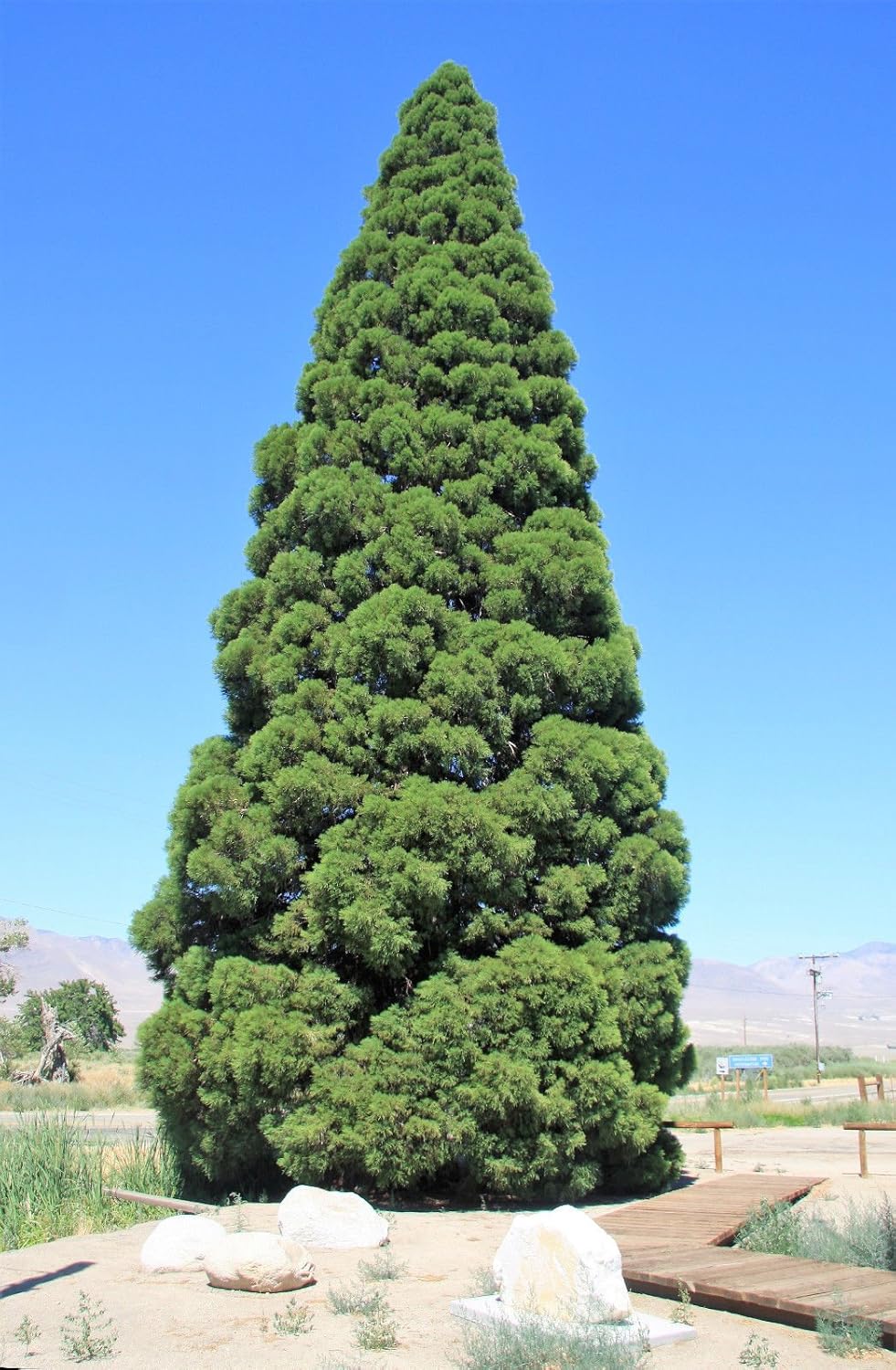 40 Semillas de Secuoya Gigante, Sequoiadendron Giganteum