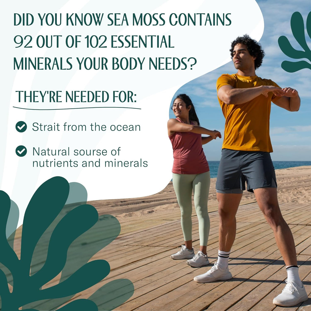 Sea Moss Raw - Wildcrafted Irish para digestión y salud intestinal 16oz
