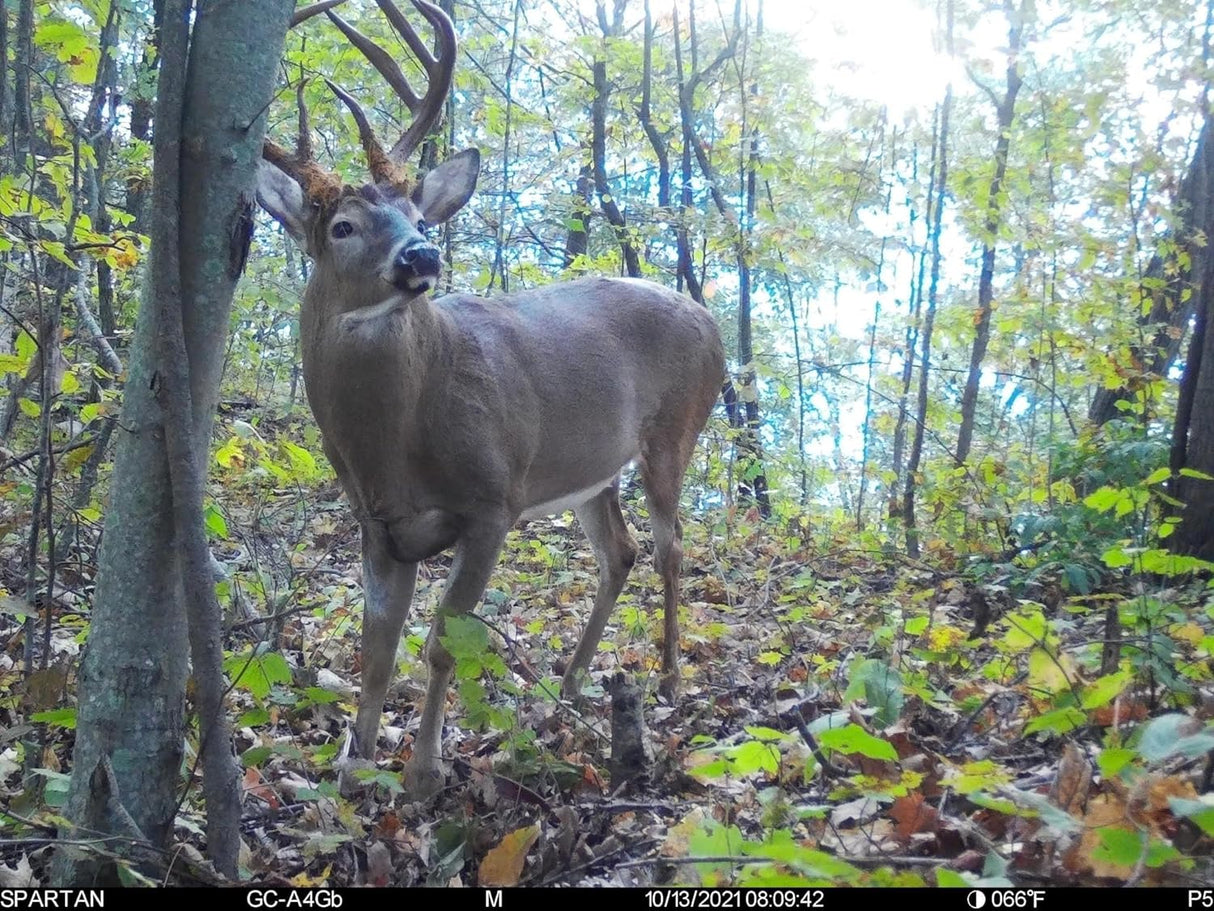 Cámara de Caza Spartan Gocam 4G LTE, HD Video, Modelo Areus