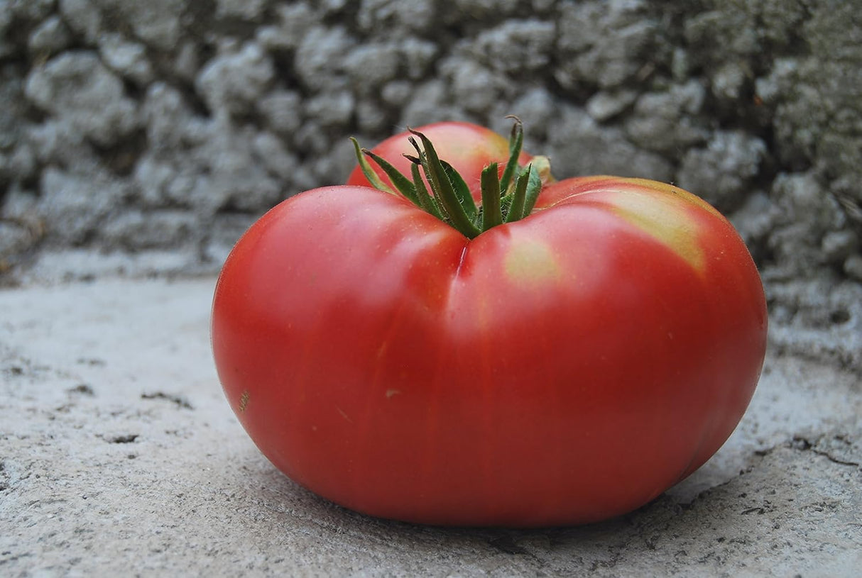 Tomate Beefsteak Giant Hercules Ruso Semillas No GMO 40 Unidades