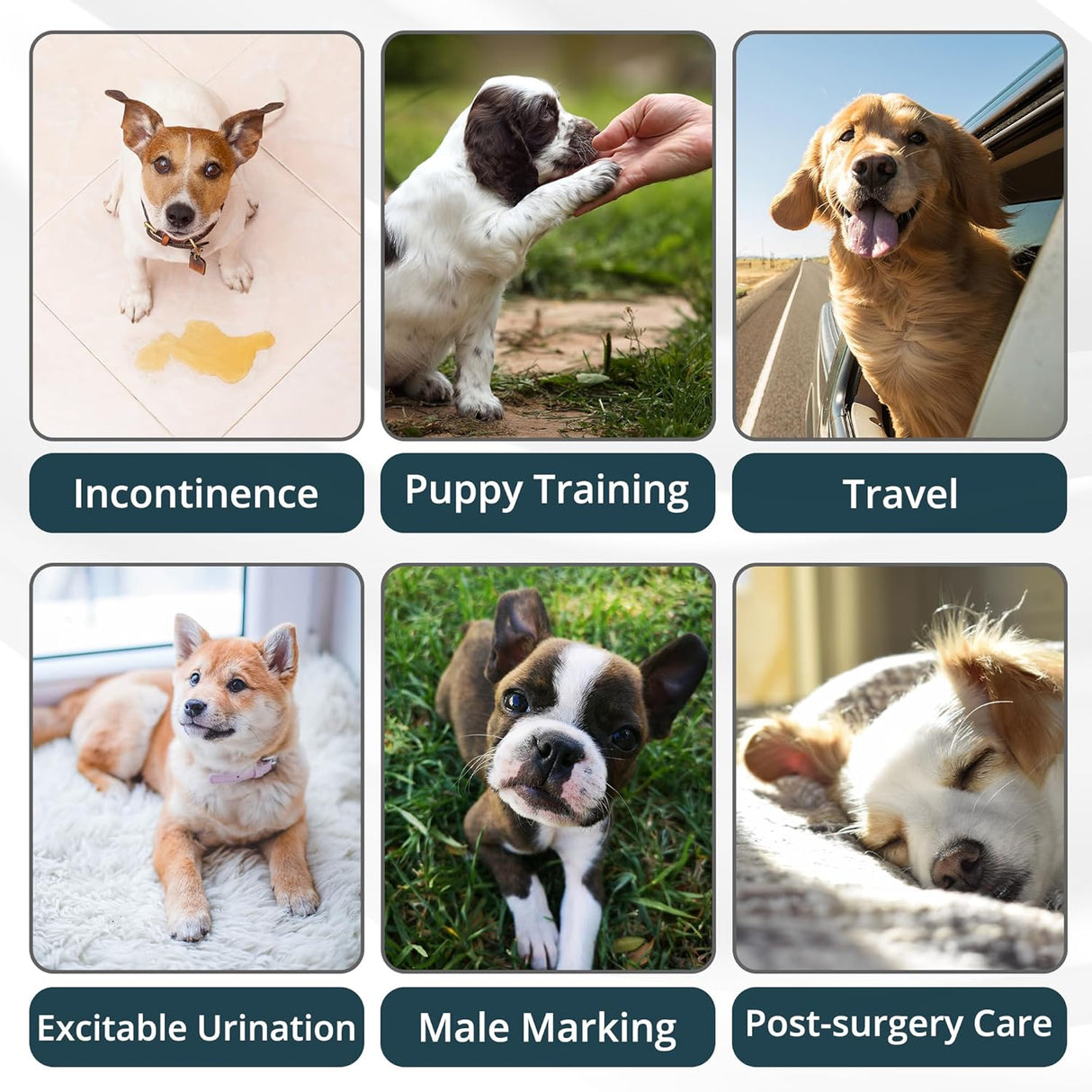 Paw Legend Pañales lavables (paquete de 3, S) perros