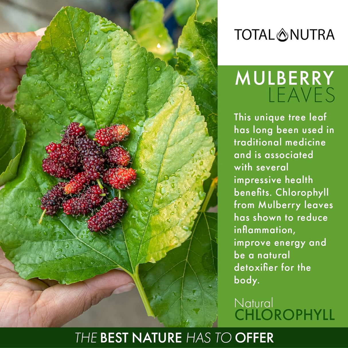 Suplemento Gotas líquidas de clorofila con sabor a menta 2oz