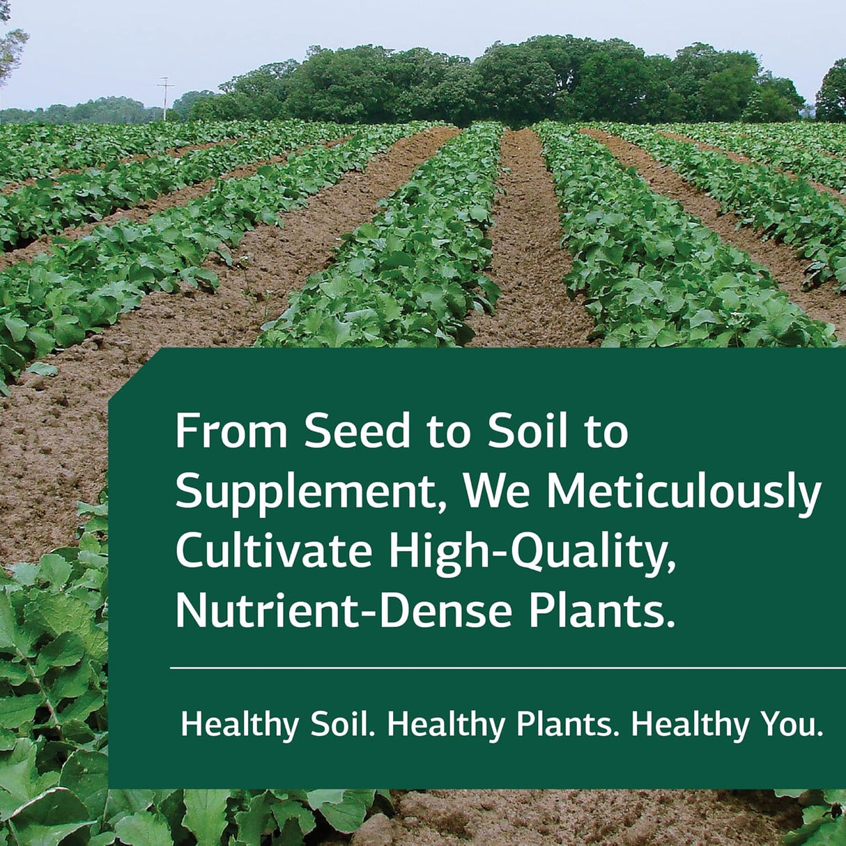 Suplemento de alimentos integrales limpieza hepática