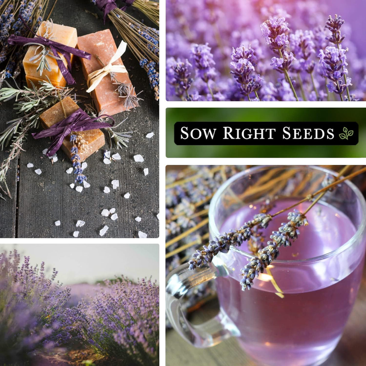 Semillas de Lavanda - Sow Right Seeds - No GMO, Perennes (1)