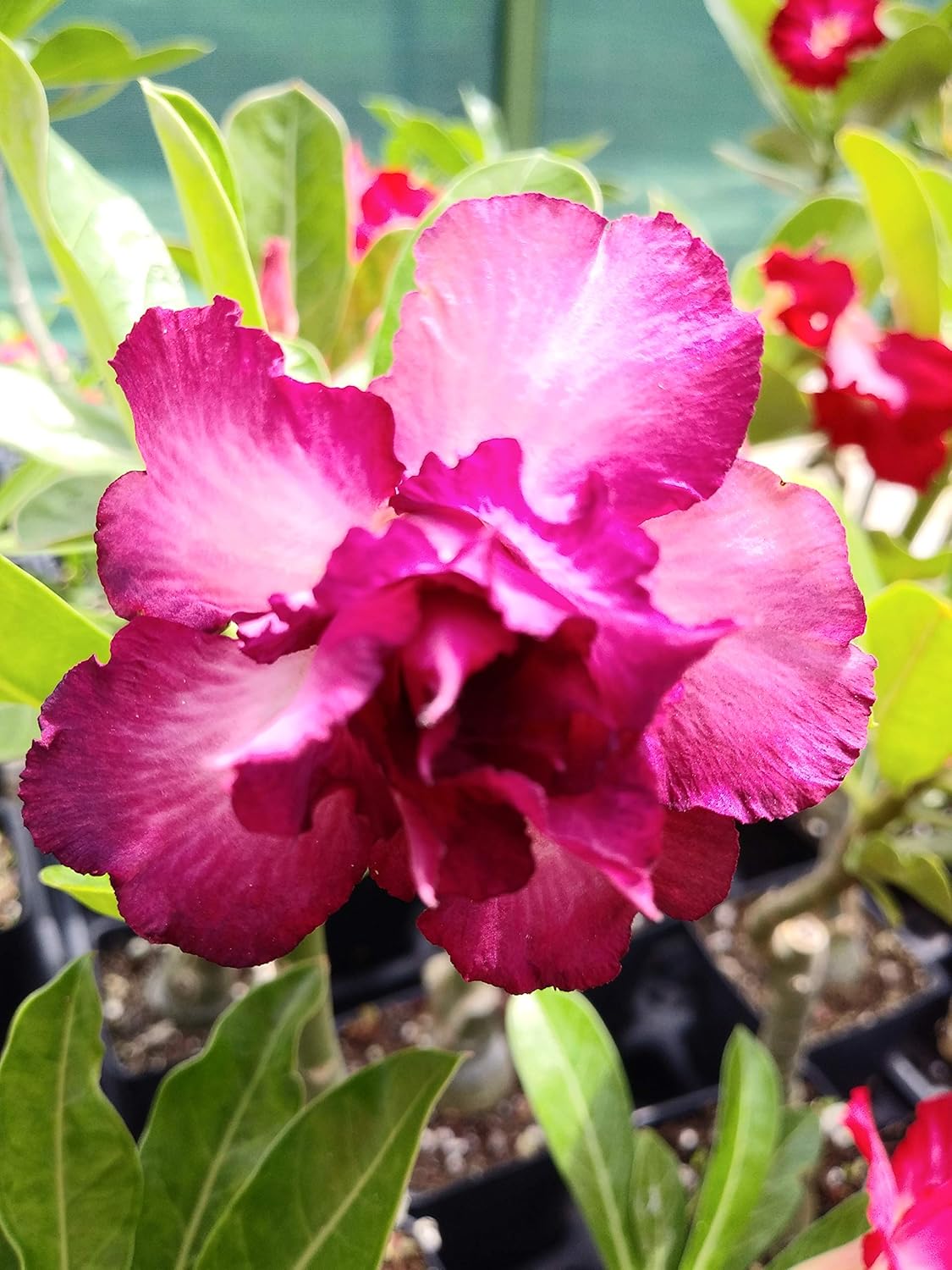 Semillas de Rosa del Desierto Adenium Obesum 100 Pack Mixto