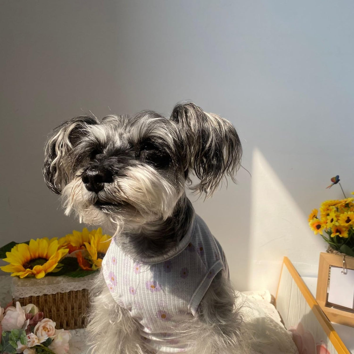 Camiseta Verano con Margarita para Perros y Gatos