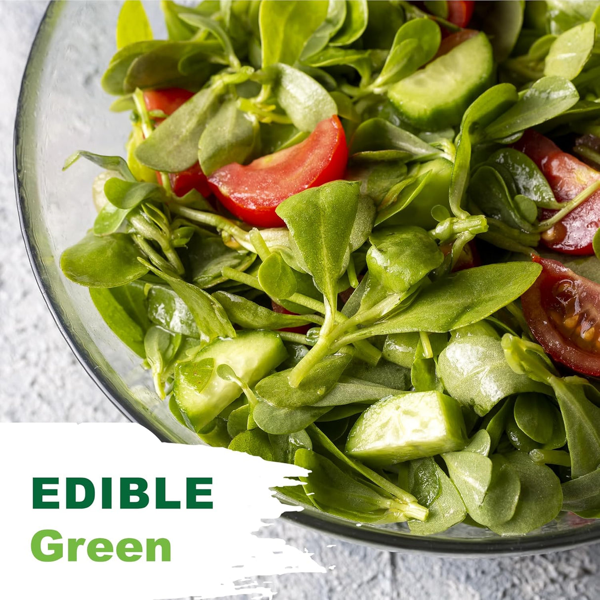 Semillas de Purslane - TKE Farms, 2000+ Semillas No GMO