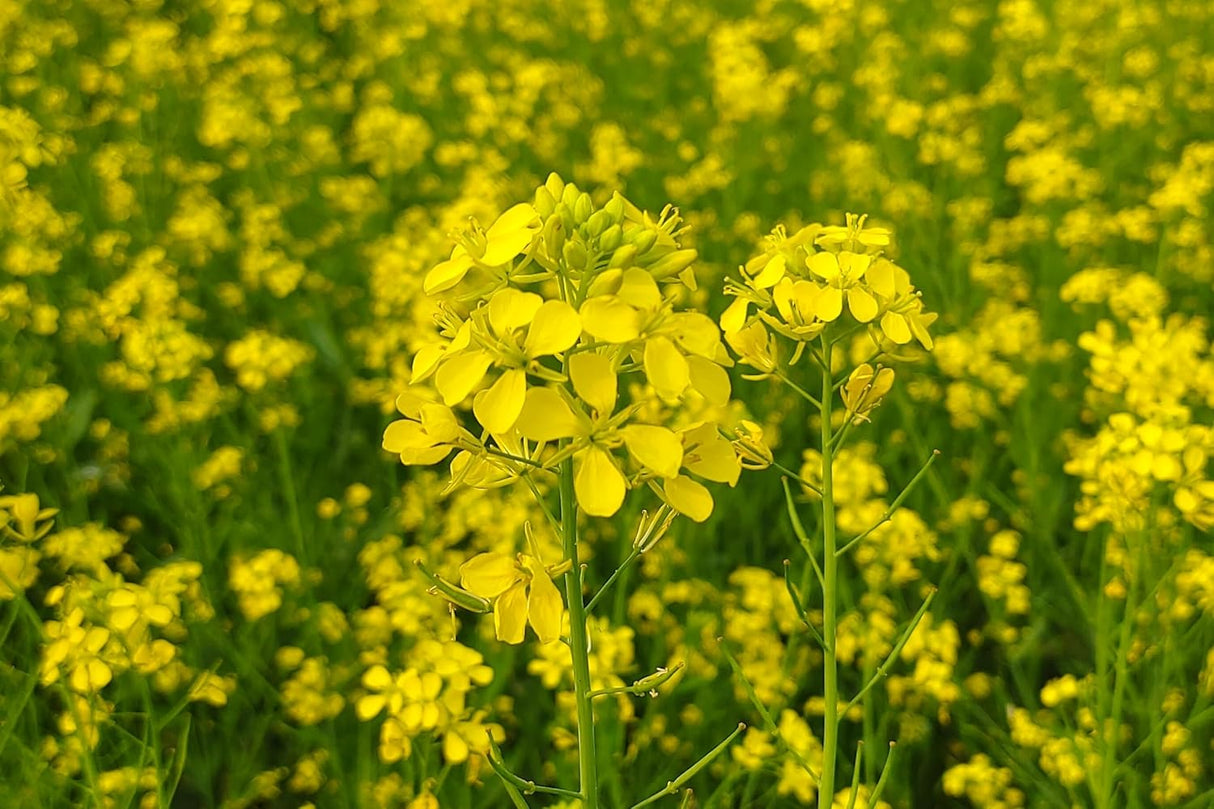 Semillas de Mostaza Florida, Heirloom, No GMO, Brassica Juncea