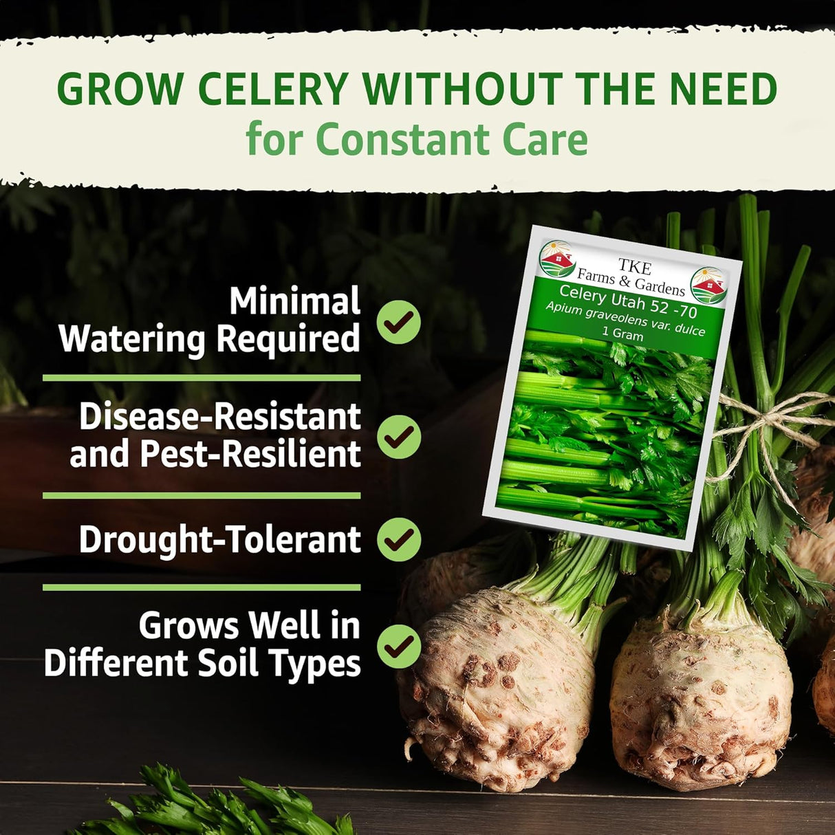 Semillas de Apio 52-70 de TKE Farms, No GMO, 2500+ semillas