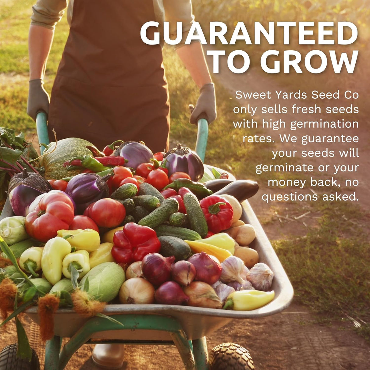 Pack de Semillas de Hierbas Orgánicas - 10 Variedades - 2025